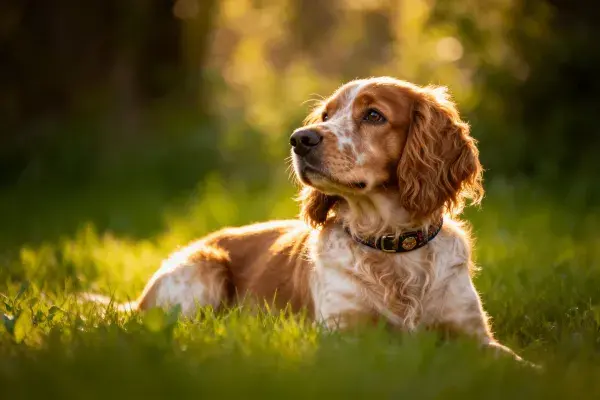 英国可卡犬在草地休憩