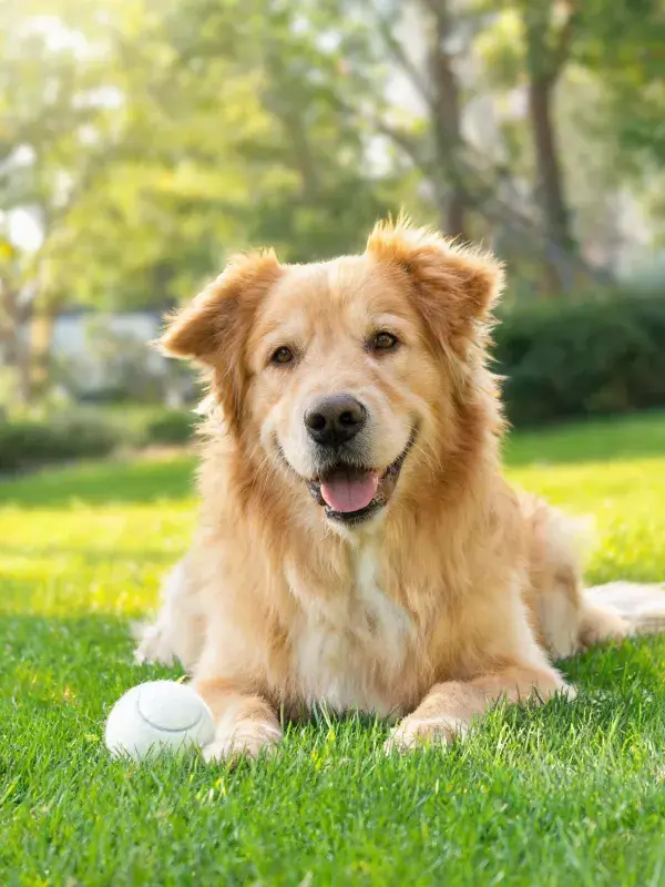 阳光草坪上的金毛寻回犬