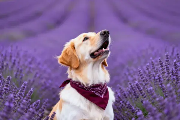 薰衣草田中的金毛寻回犬