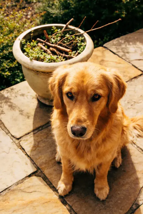 庭院石板上的金毛幼犬
