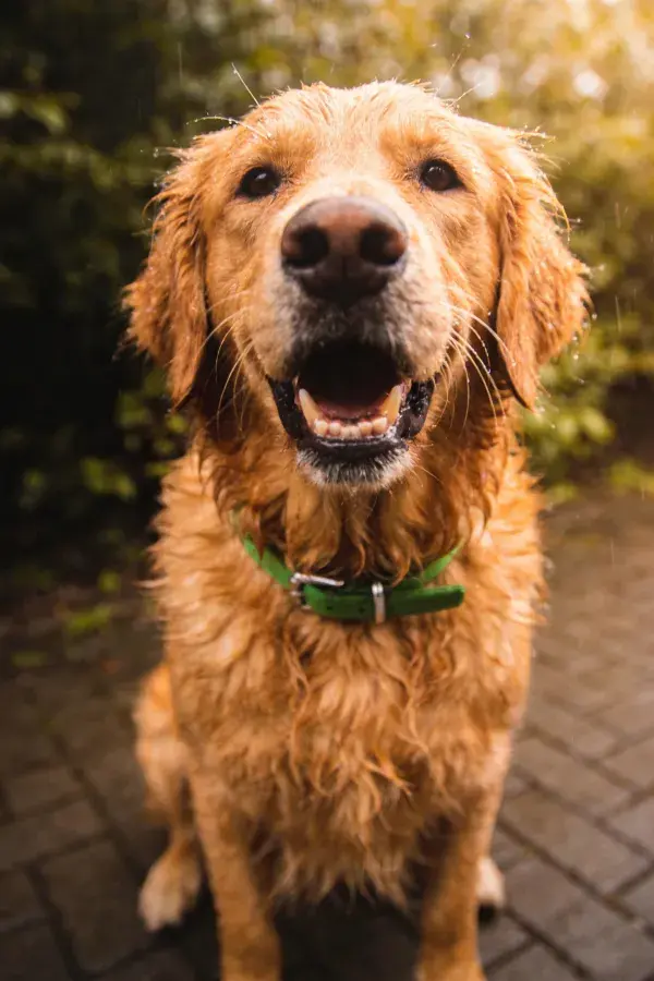 户外砖石路面上的金毛寻回犬