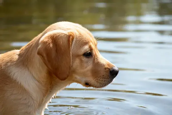 拉布拉多幼犬水面凝视瞬间