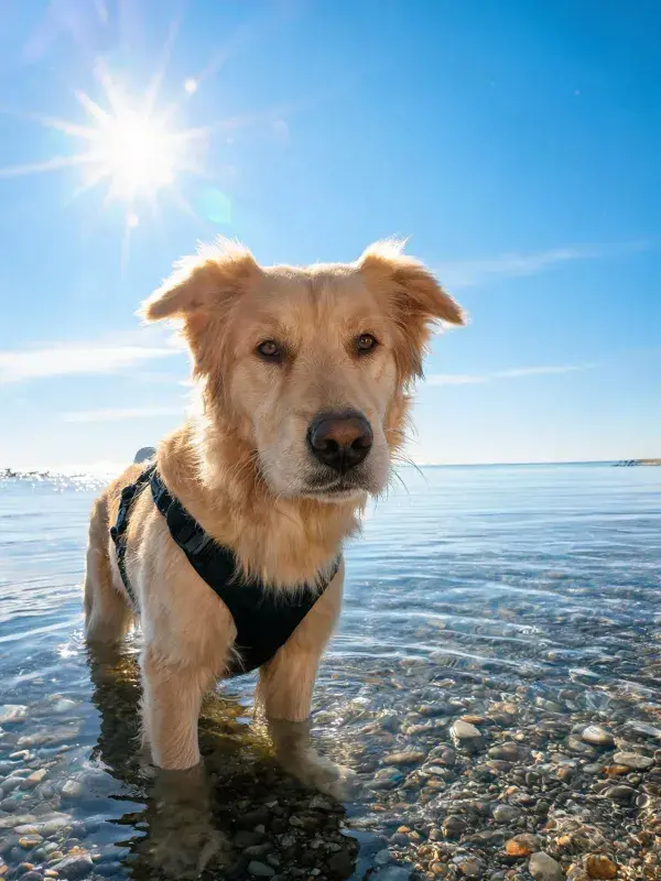 金毛猎犬在海边浅滩的姿态特写
