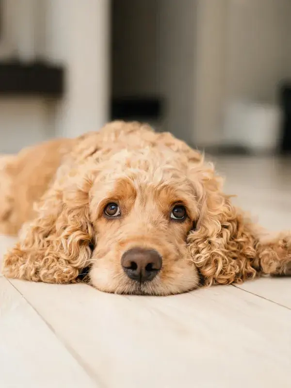 可卡犬趴卧在木地板上