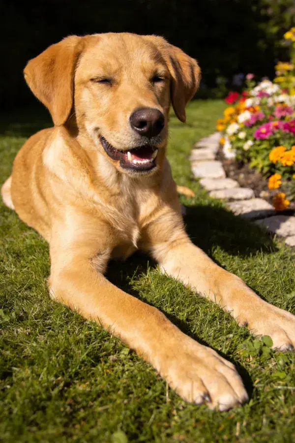 黄色拉布拉多幼犬躺卧花园中