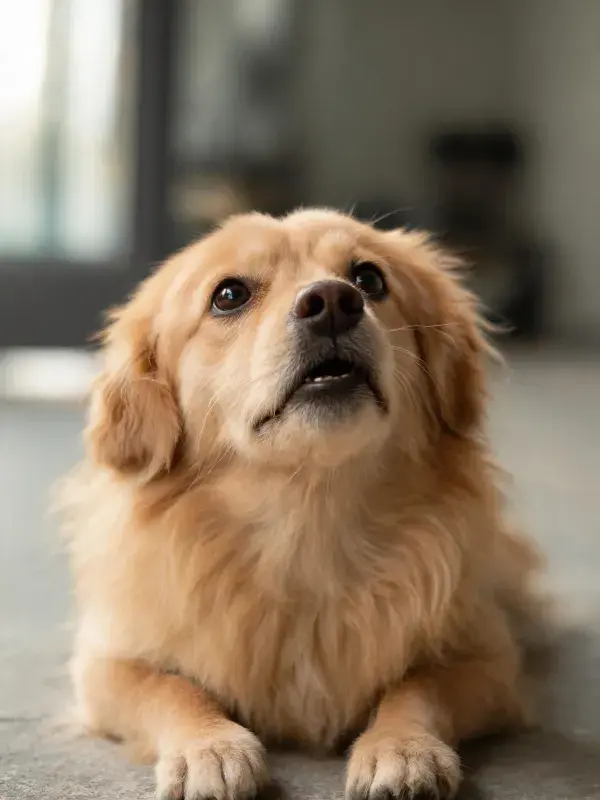 室内环境中金毛犬的特写