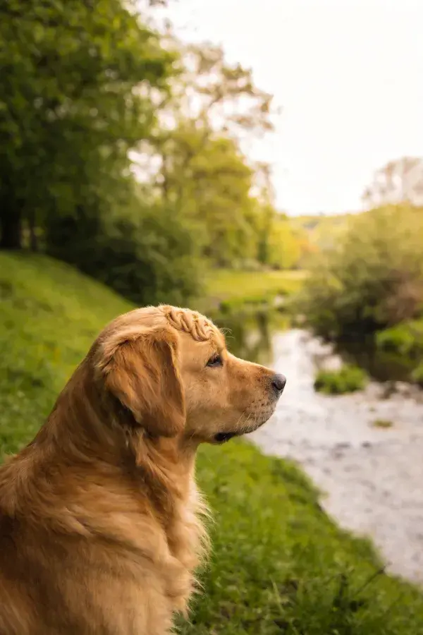 阳光草地旁的金毛寻回犬特写