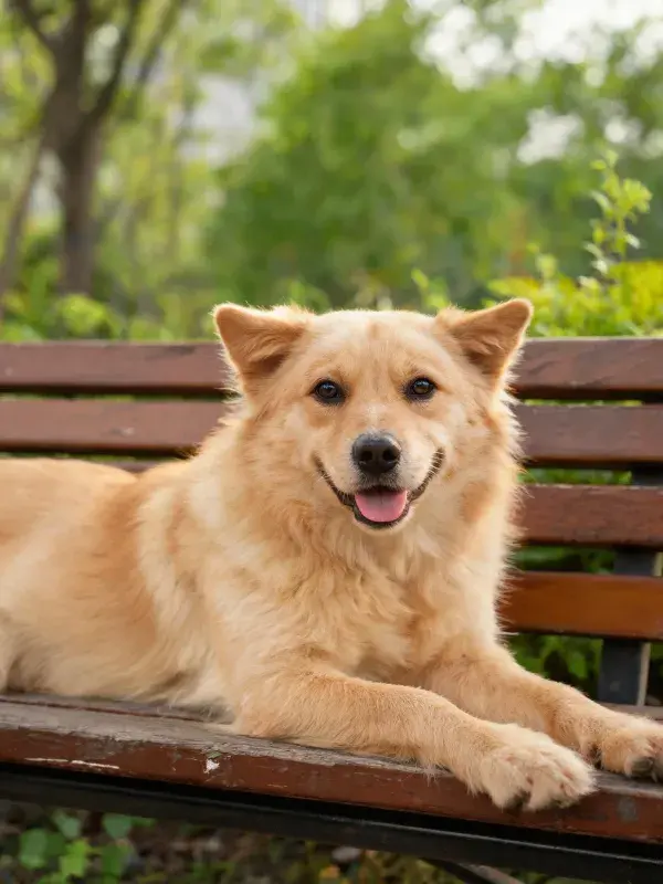 公园长椅上的金棕色混血犬