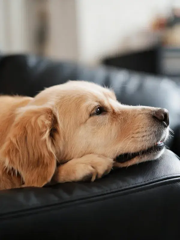 室内环境中金毛犬躺卧特写