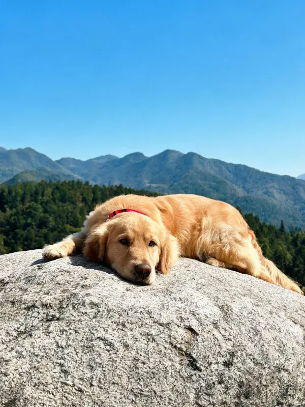金毛寻回犬静卧岩石之上