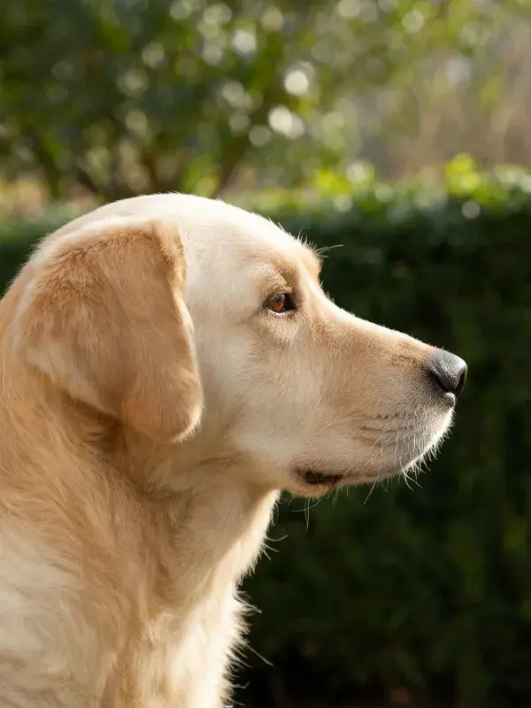 花园环境中金毛犬的侧面特写