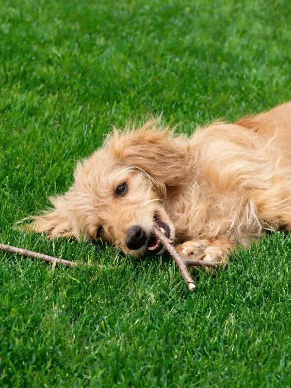 草地上的金毛幼犬玩耍场景