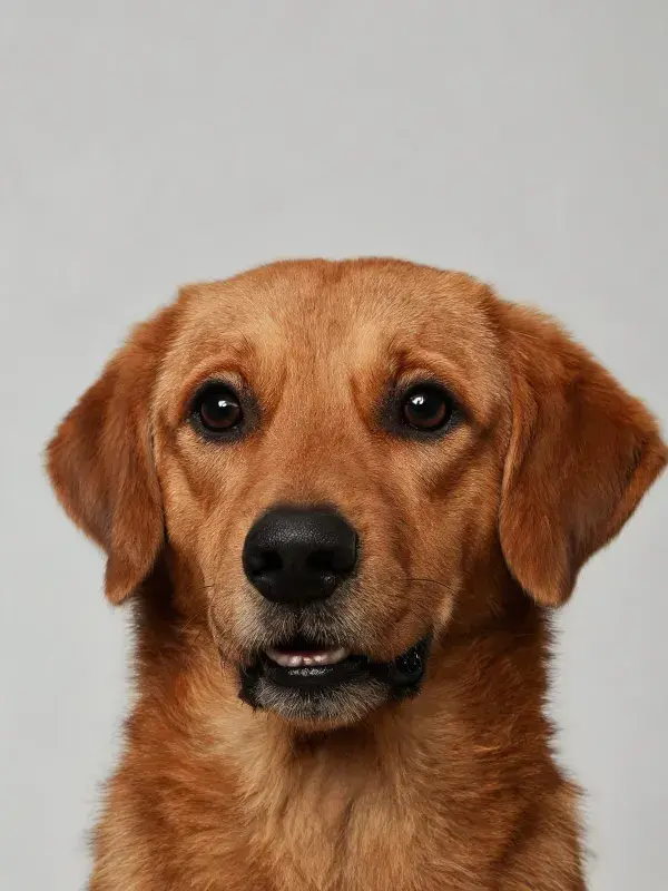 金毛寻回犬幼犬特写镜头