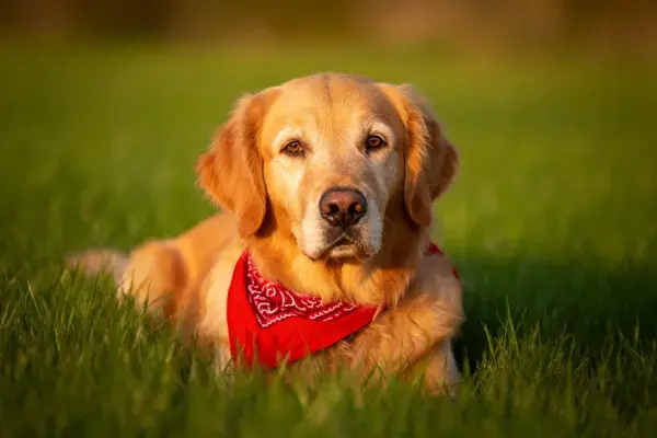 金毛寻回犬躺卧在草地上