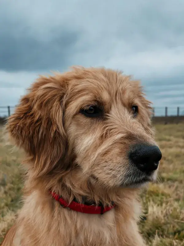 金毛寻回犬特写展现毛发质感