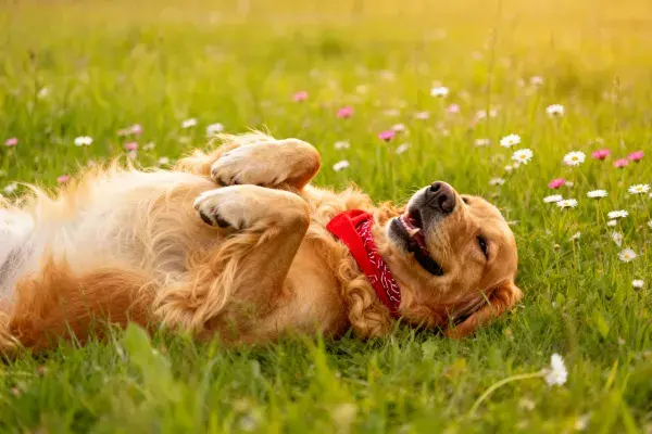 草地野花间的金毛犬玩耍场景