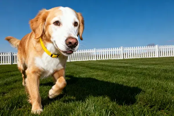 阳光草坪上的金毛寻回犬奔跑场景