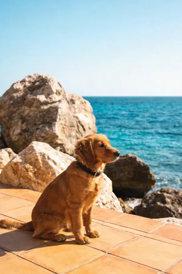海边台阶上的金毛寻回犬幼犬