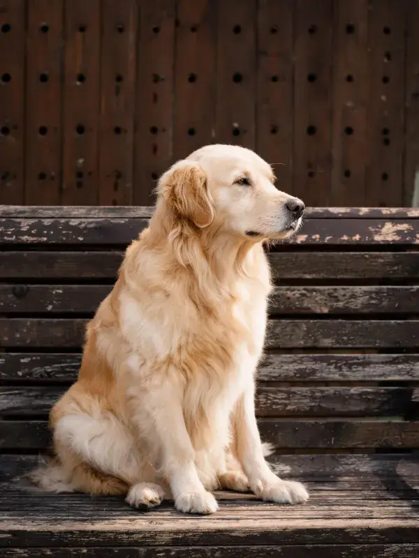 金毛猎犬坐在木制长椅上
