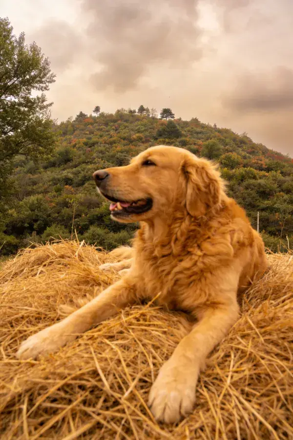 稻草堆上的金毛寻回犬