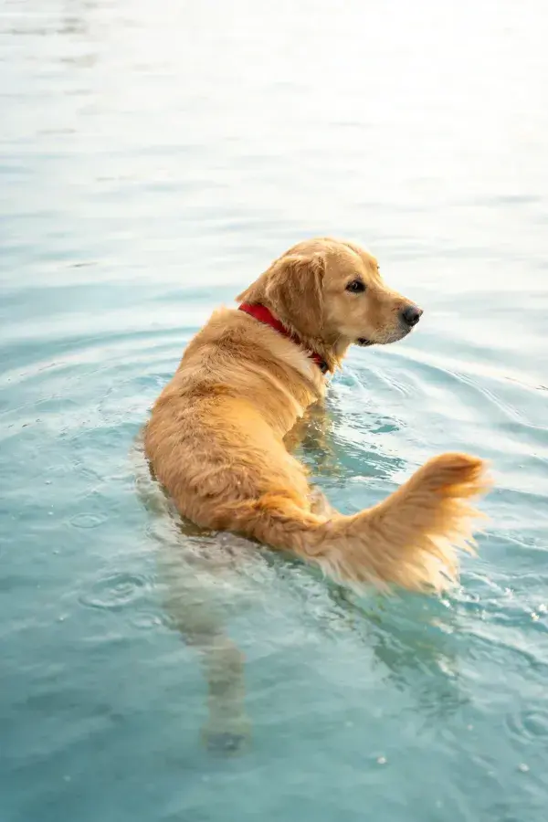 金毛猎犬在浅水中游泳的场景