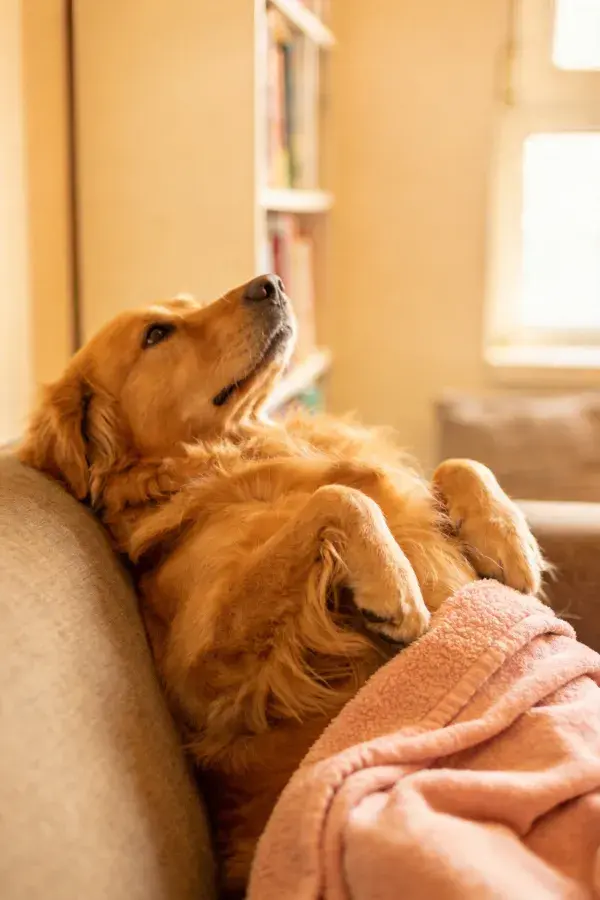 阳光明媚客厅里的金毛寻回犬