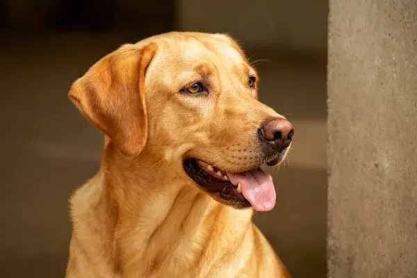 灰色墙面旁的黄褐色拉布拉多猎犬
