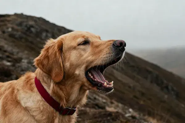 金毛寻回犬山地户外特写