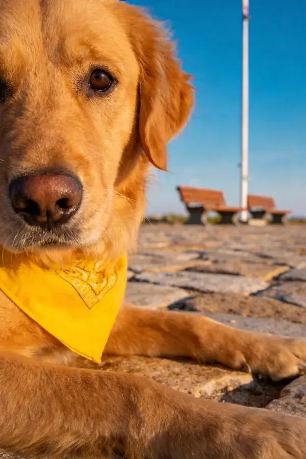 户外石板路上的金毛寻回犬