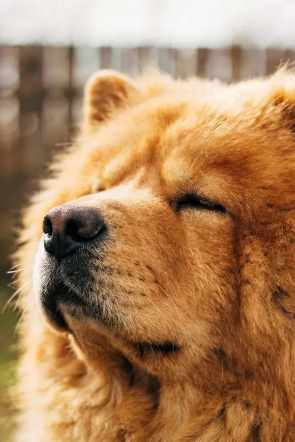 铁栅后毛发蓬松的狆犬特写