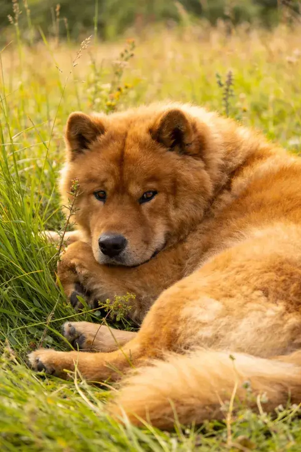 松狮犬在草地休憩特写