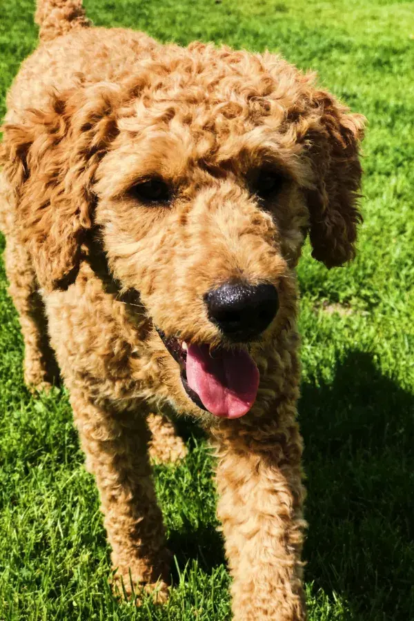 草地上的拉布拉多贵宾混种犬