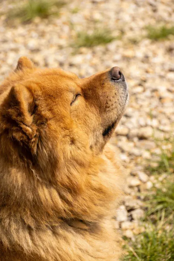 碎石路边的金色松狮犬