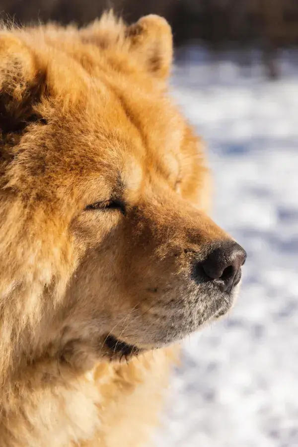 雪地中毛发浓密的沙皮犬特写
