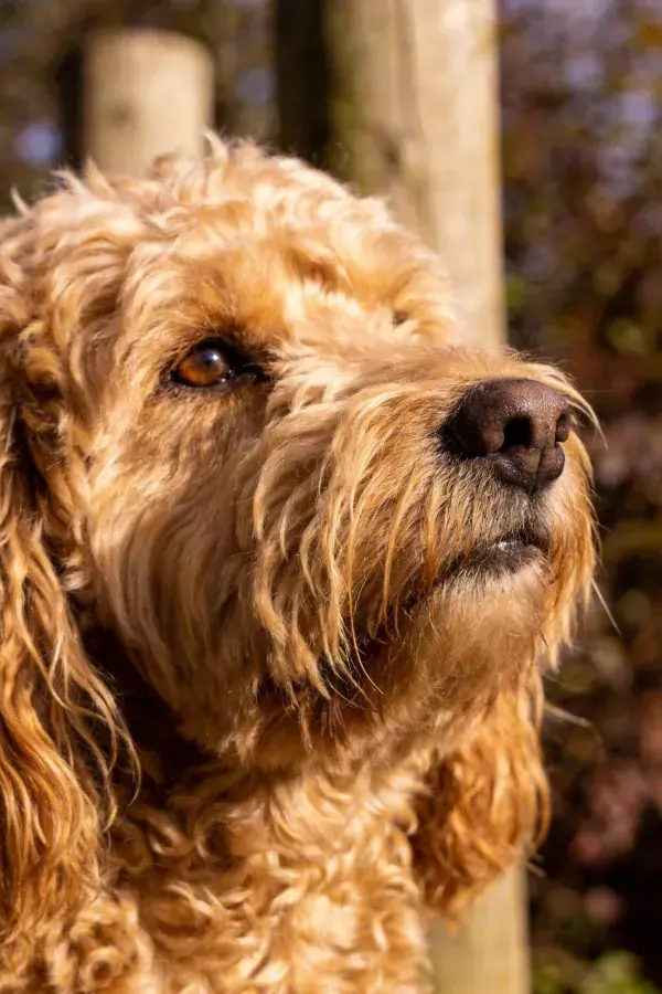 贵宾金毛混种犬毛发特写