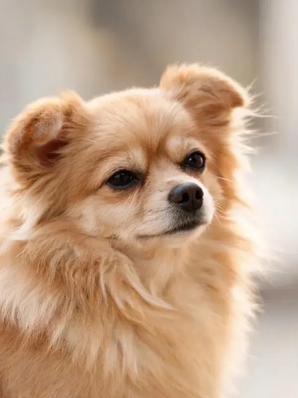 特写镜头下的浅棕色博美犬
