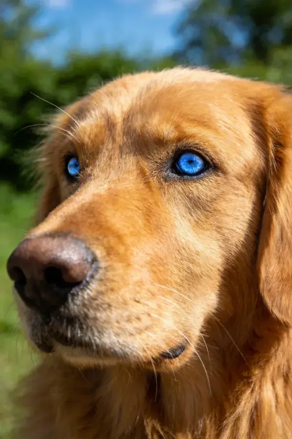 户外环境中的金毛寻回犬特写