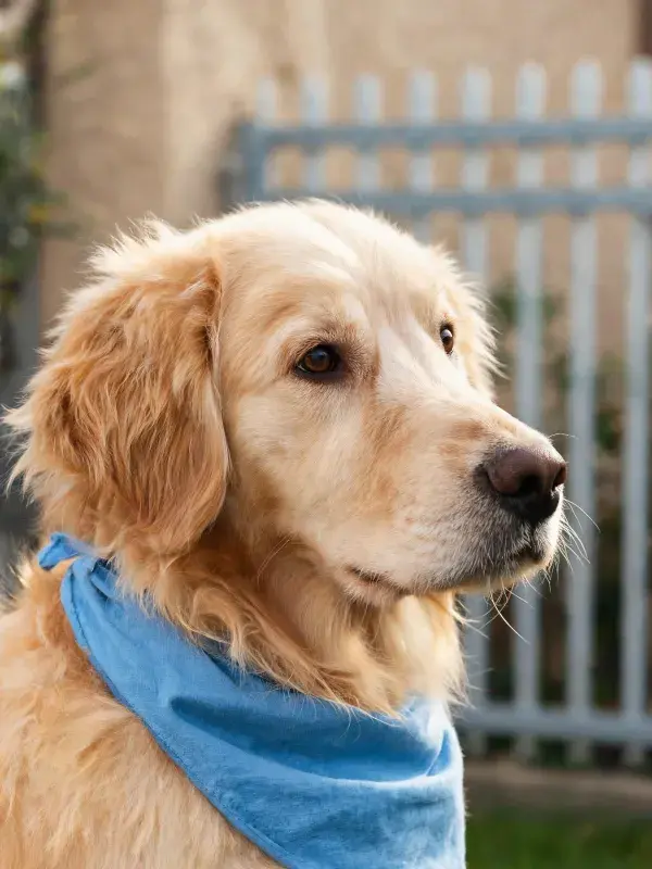 户外栅栏旁的金毛寻回犬