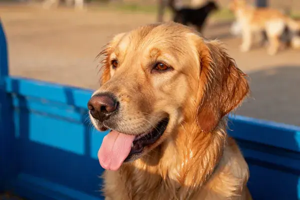 金毛犬在蓝色货车内的户外场景