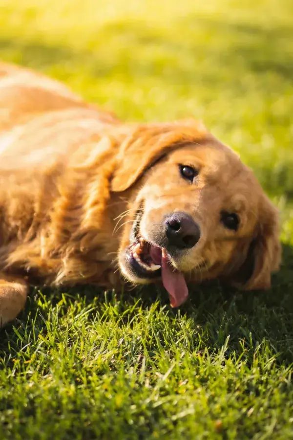 金毛寻回犬在草地上的特写镜头