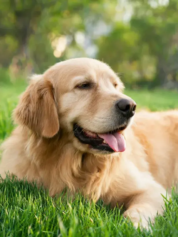 阳光草地上的金毛寻回猎犬特写
