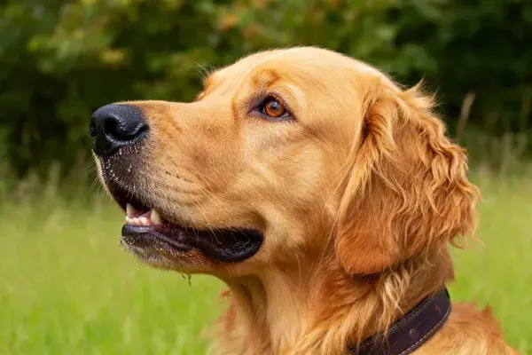 金色寻回犬在户外草地场景抓拍