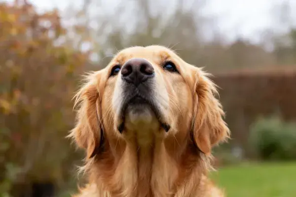 金毛寻回犬于庭院环境特写
