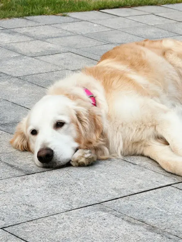 砖石地面上的金毛猎犬休息场景