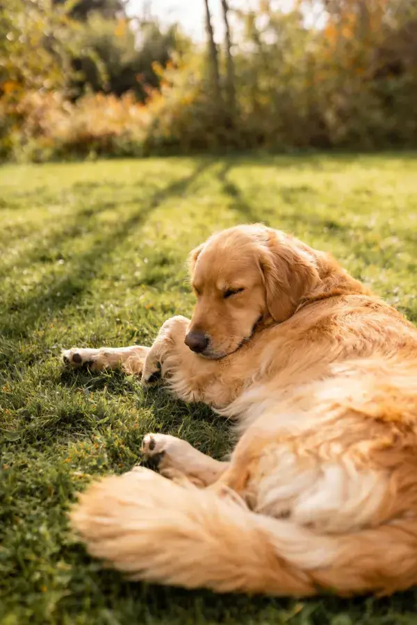 阳光草地上的金毛犬休憩场景