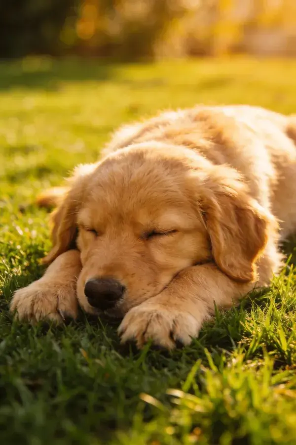 草地上熟睡的金毛幼犬