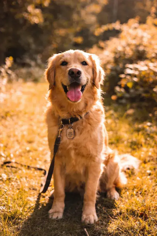 金毛犬在暖光草地场景