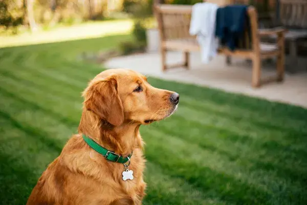 庭院草坪上的金毛寻回犬