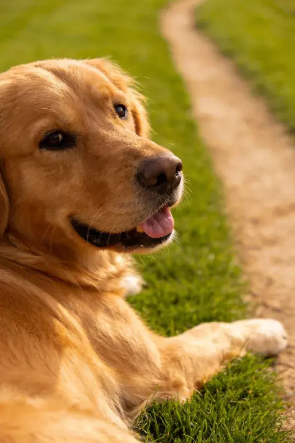 金毛寻回犬近景展现毛发质感与姿态