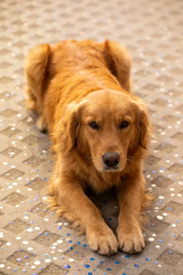 砖石路面上的金毛寻回犬